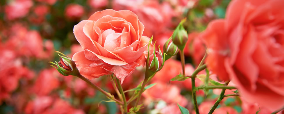roses