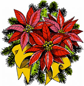 poinsettiagraphic